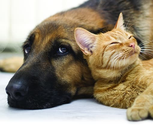 Photo of a dog and cat laying together