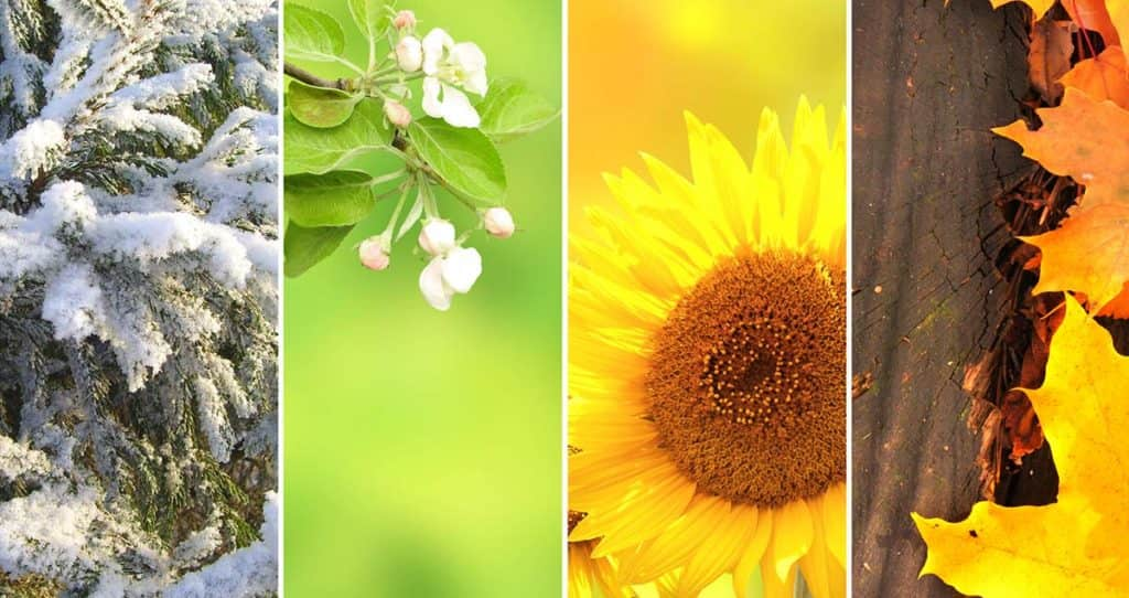 Panels with images of each of the 4 seasons. Winter pine trees with snow. Spring buds on plants. Summer flowers. Fall leaves.