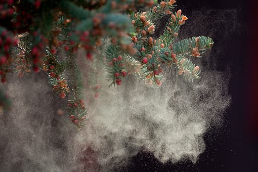 Photo of pollen falling of of a pine tree