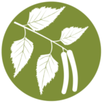 Icon of birch tree
