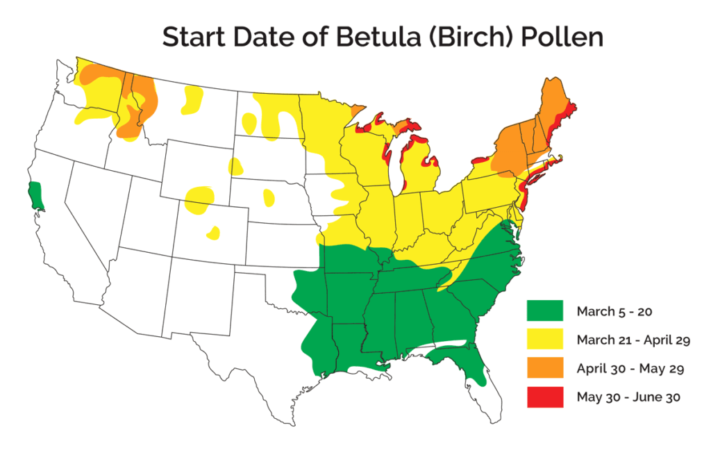 US Pollen chart showing the seasons of Birch tree pollen. The southeast and northeast have the heaviest pollen seasons.