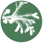 icon of Japanese cedar tree