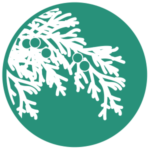 icon of mountain cedar tree