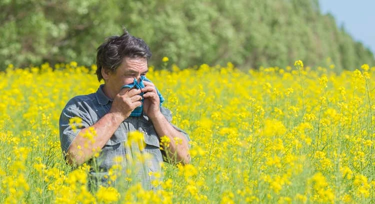 Middle aged man in field of flowers. He is holding his hands up to his nose with a handkerchief because his allergy to pollen is acting up from the flowers.